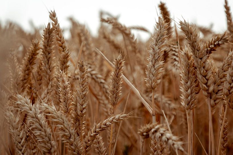 Grainfield par MAT Fotografie