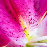 At the heart of the lily