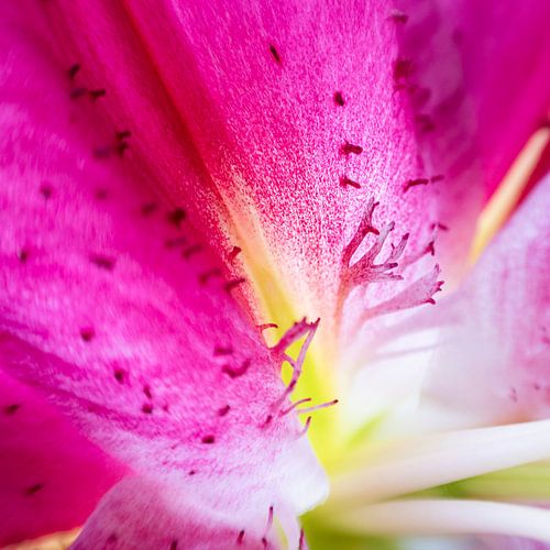 At the heart of the lily by Marja Lok