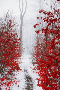 Neige Chemin forestier couvert et Feuilles rouges dans le brouillard