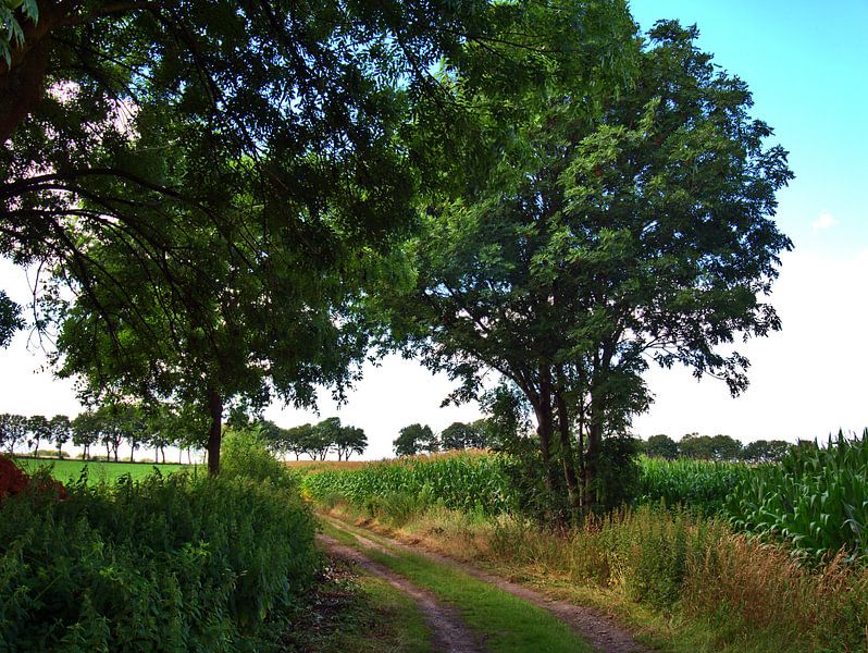 Maïsveld 8 van Edgar Schermaul