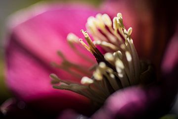 Stamens and pistils