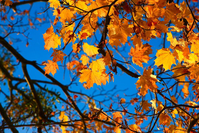 Ahorn van Thomas Jäger