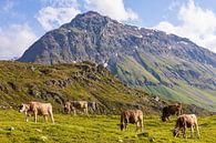 Kühe auf der Weide in der Schweiz von Werner Dieterich Miniaturansicht