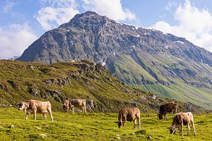 Vaches au pâturage en Suisse sur Werner Dieterich