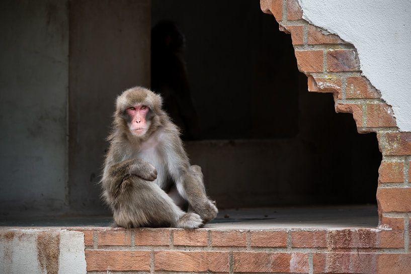 Macaque japonais dans un vieux bâtiment par Mariska van der Heijden