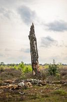 L'éphémère dans la Strabrechtse Heide