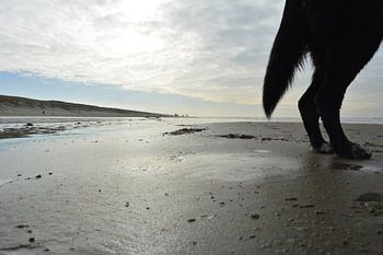 Achterwerk van een hond