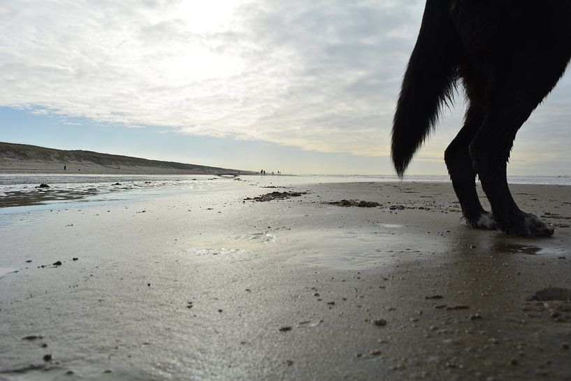 Achterwerk van een hond by Sigune italiaanser
