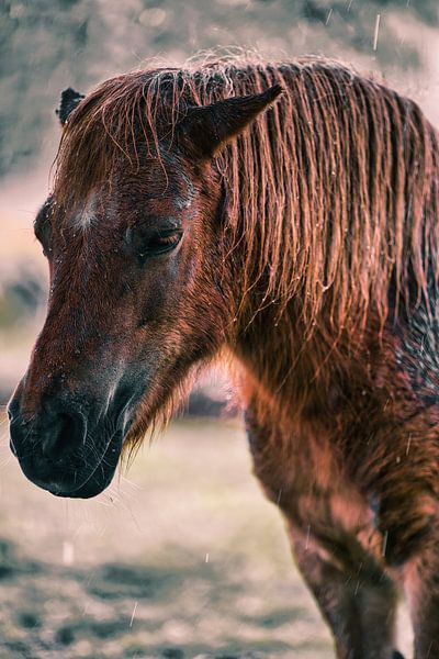 Pferd im Regen von Rene scheuneman