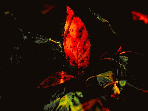 AUTOMNE : MAGIE DE L'AUTOMNE
