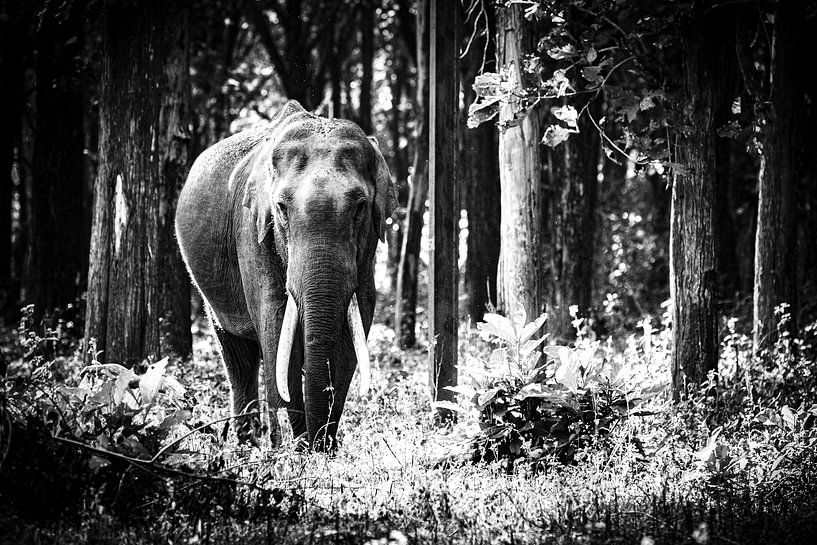 Un majestueux tusker erre librement dans la nature sauvage de Mudumalai ! par Lens & Light Photography