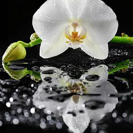 White orchid by Uwe Merkel