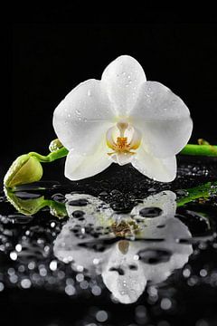 Witte orchidee van Uwe Merkel