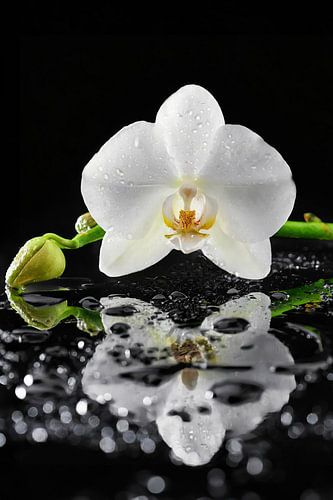 White orchid