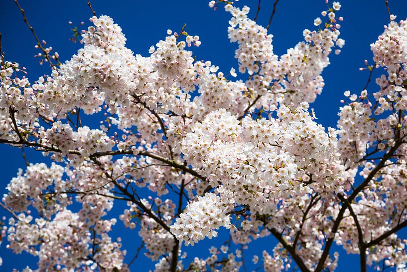 Sakura von Peter Leenen