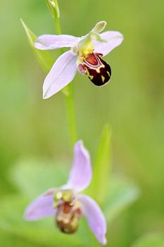 Bee orchids