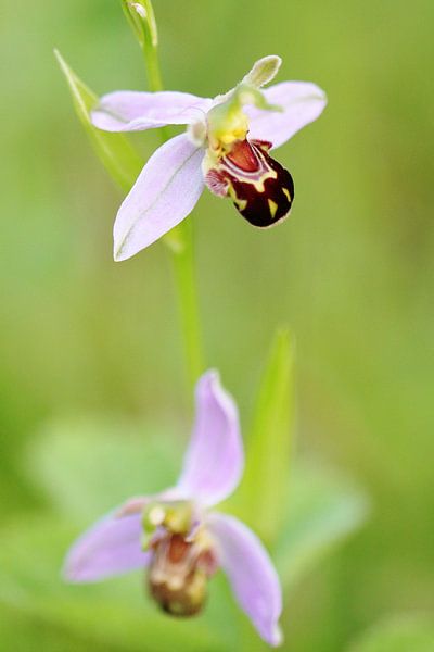 Bienen-Orchideen von Wessel Veenbrink