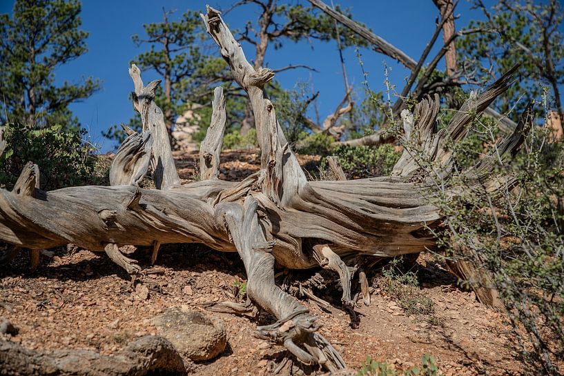 An Ode to impermanence. The Tree by Ton Tolboom