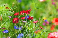 Blumenwiese