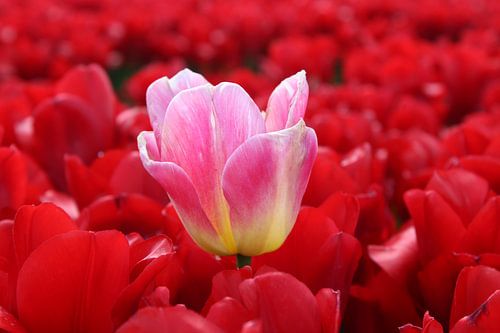Tulpenvelden in Goeree-overvlakee