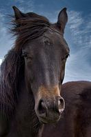 horse