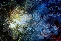 HERBSTBLATT BLAU UND GOLD HMS