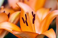 Lys orange