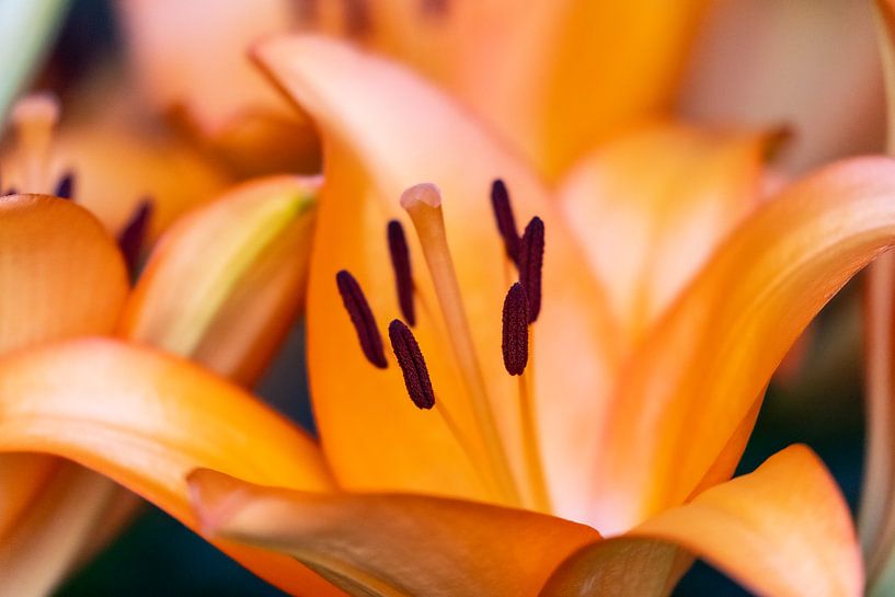 Lys orange par Laura Vijverberg