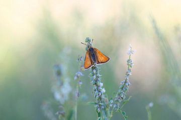 Oranje Vlinder in het veld van Mireille Breen