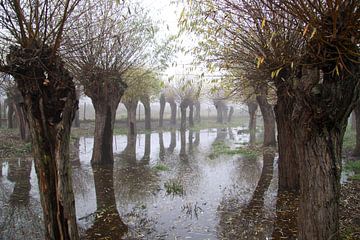 knotwilgen bij hoog water van Karina Baumgart