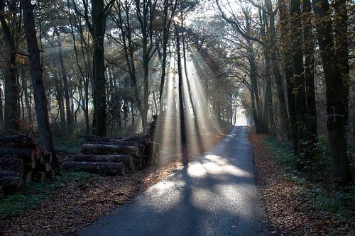 Lichtstrahlen durch die Bäume (Sonnenharfe)