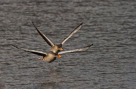 Vliegende ganzen von Ruud Lobbes