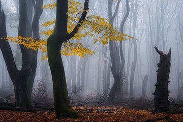 Bos fotografie "the silent ogre" van Björn van den Berg