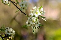 Spring blossom