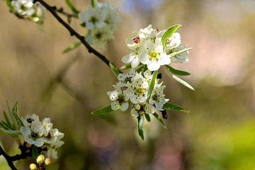 Fleur de printemps