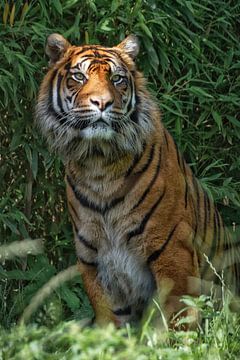 Siberische tijger van Tilly Meijer