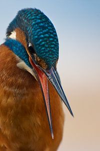 Eisvogel – Porträt
