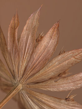 Fleurs séchées aux couleurs douces - Het Zeeuws Knoopje