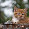 Kitten in een mandje van Jan Jongejan
