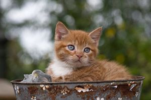 Kitten in een mandje