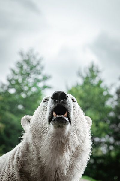 Eisbär von Bjorn Brekelmans
