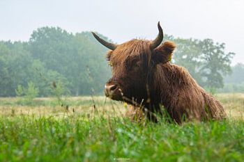 Highlander écossais