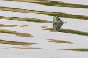 Moorse beekschildpad von Ronald Zimmerman