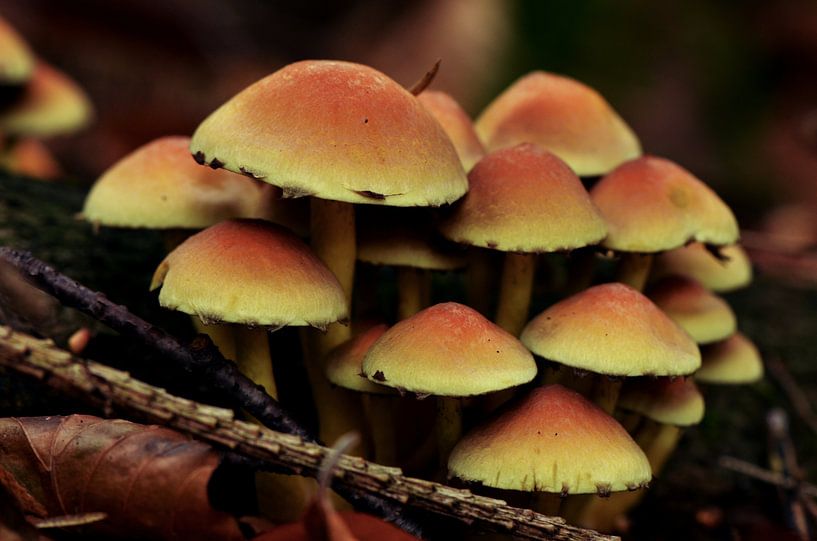 Paddestoelen by Annemarie Winkelhagen