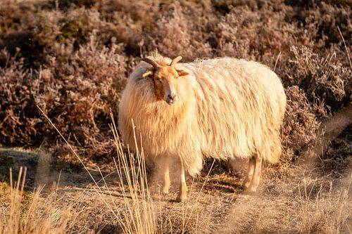 Schaap op de heide