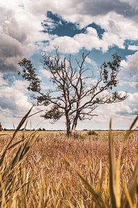 Kahler Baum inmitten eines Naturschutzgebietes von Dafne Vos