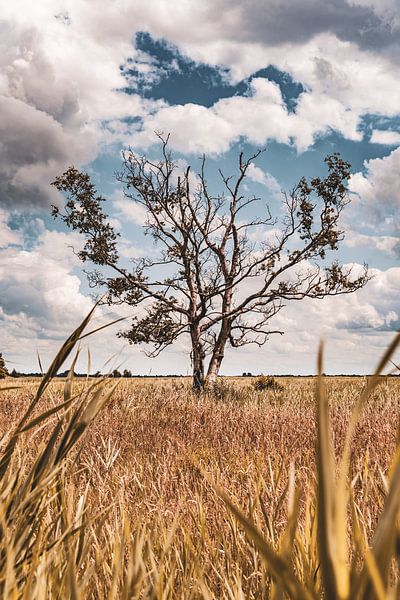 Bare tree in the middle of a nature reserve by Dafne Vos