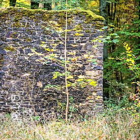 Lieu perdu dans la forêt sur Thomas Riess