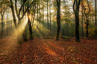 Herbst Wald Nimmerdor Amersfoort von Dennisart Fotografie Miniaturansicht